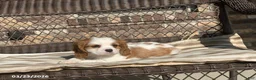 Cavalier King Charles Spaniel dogs for sale: Teddy - Ad 14