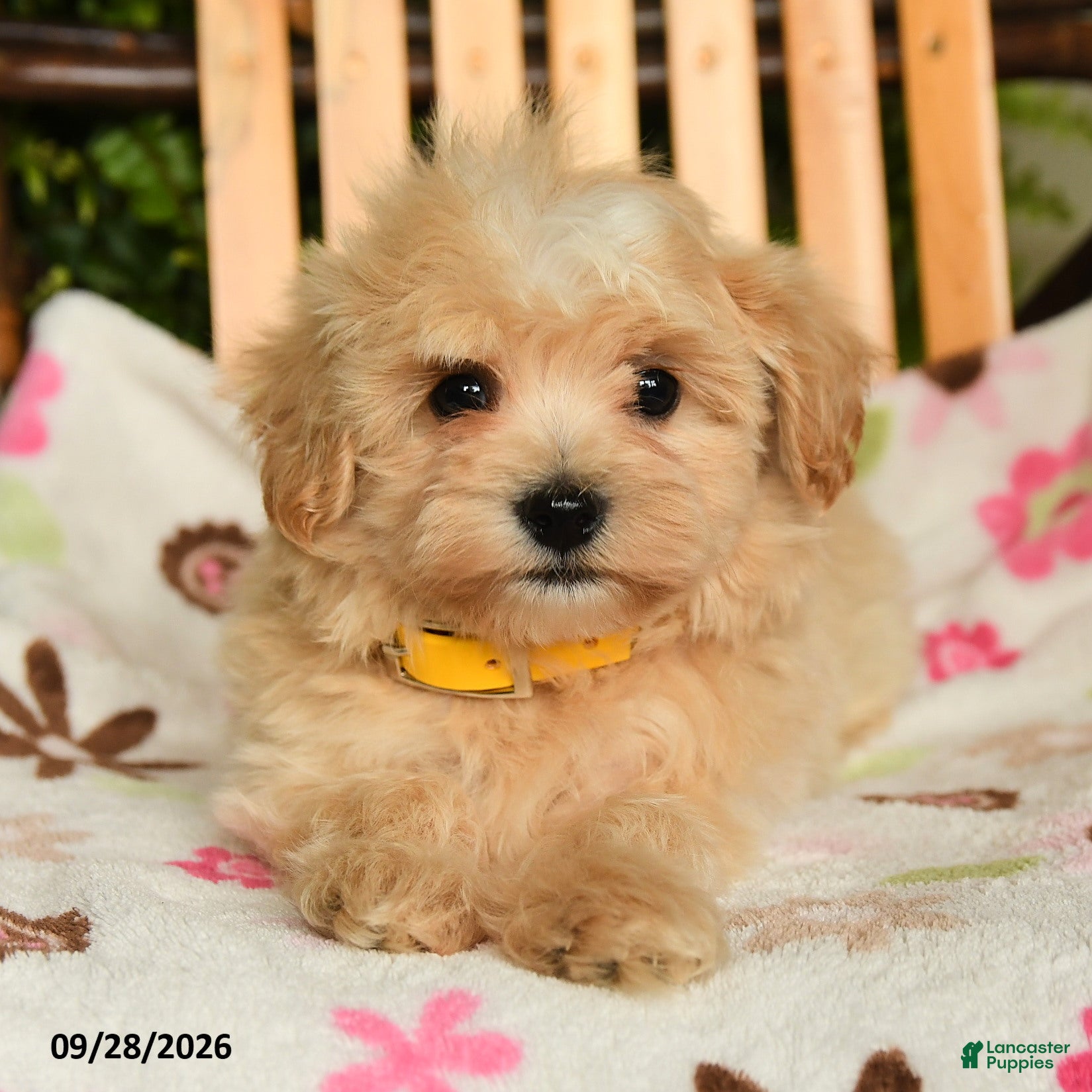 Maltipoo dogs Murphy - Ad 2