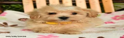 Maltipoo dogs for sale: Murphy - Ad 2