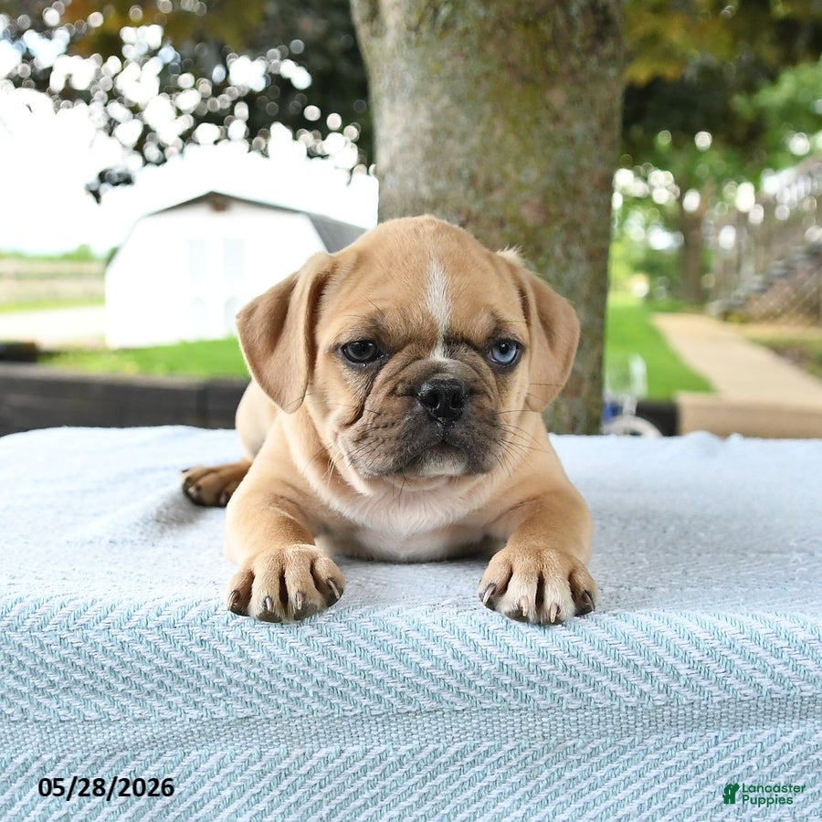 Mixed Breed dogs Hector - Ad 2