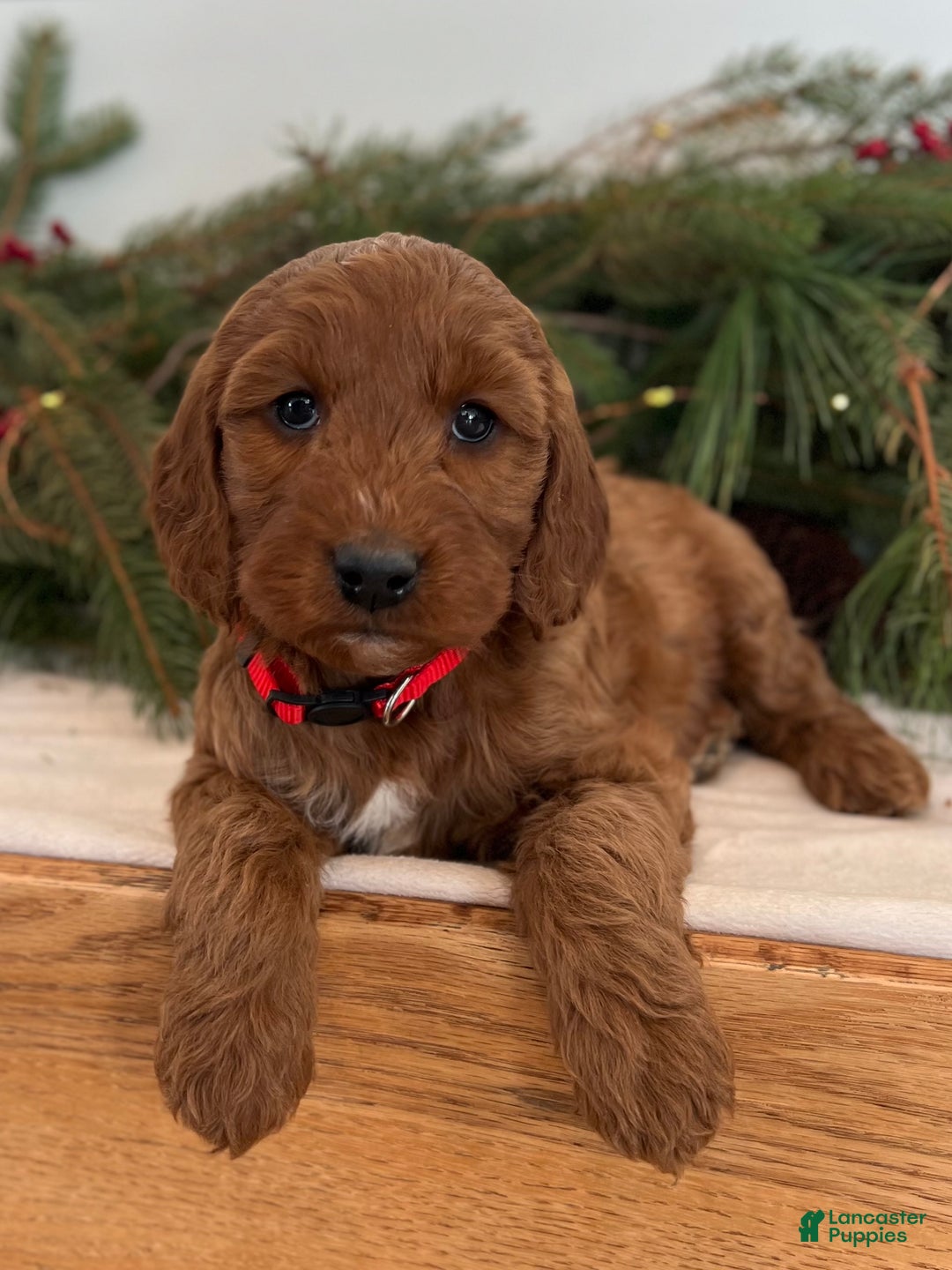 Irish Doodle dogs for sale: Maggie - Ad 10