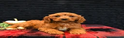 Cavapoo dogs for sale: Onxo - Ad 5