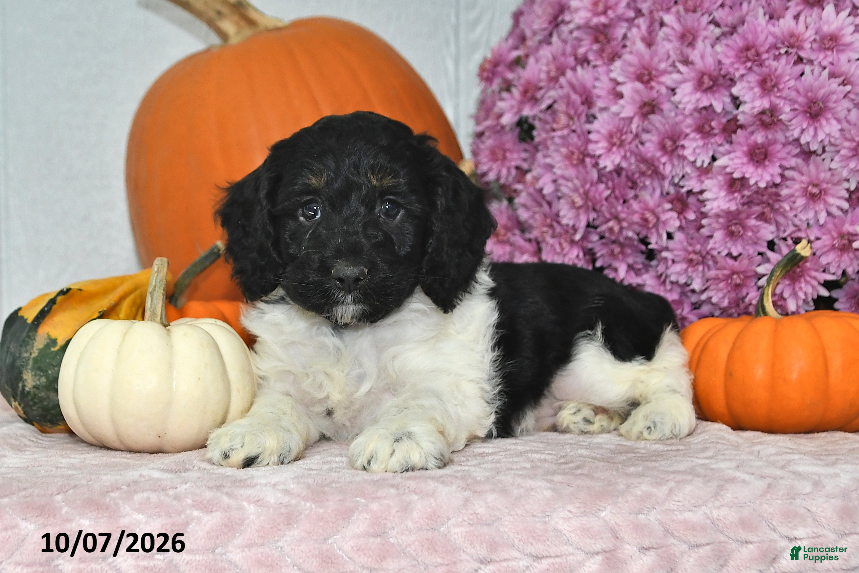Cockapoo dogs Oreo - Ad 2