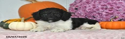 Cockapoo dogs for sale: Oreo - Ad 2