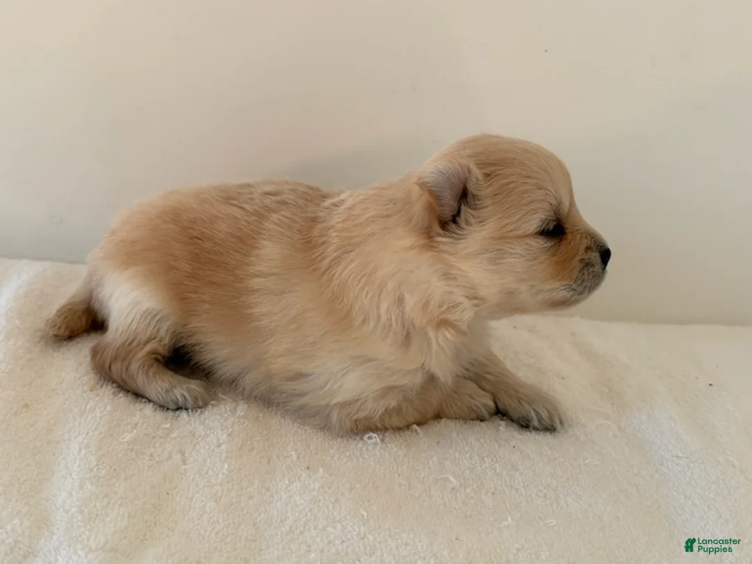 Pomeranian dogs for sale: Rollie - Ad 3