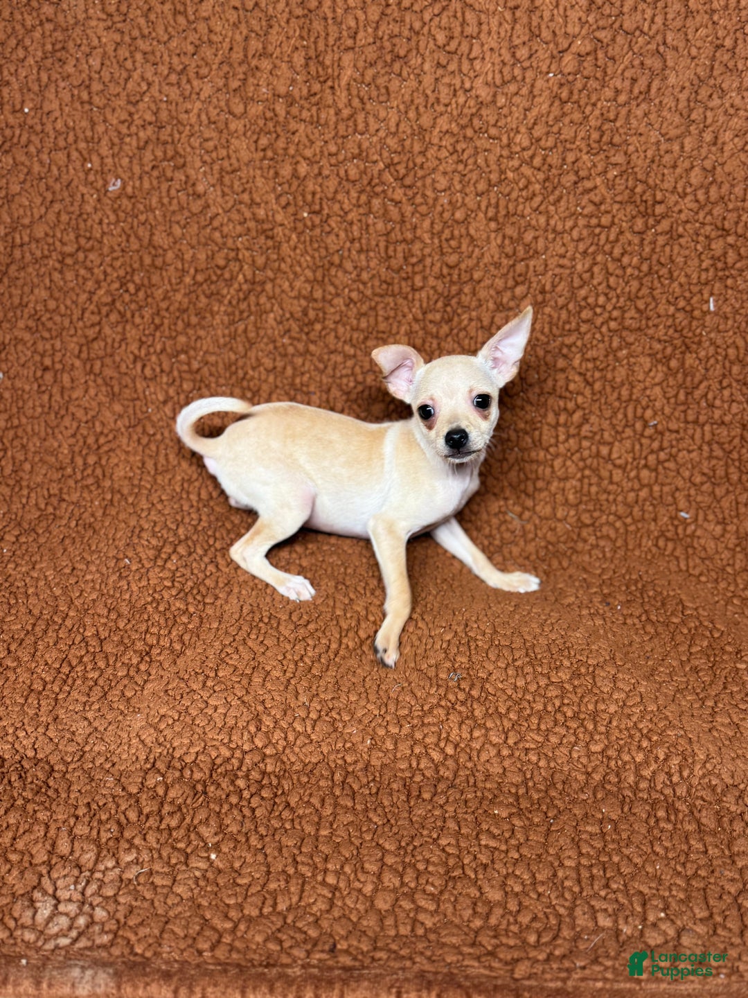 Chihuahua dogs for sale: Chucky - Ad 7