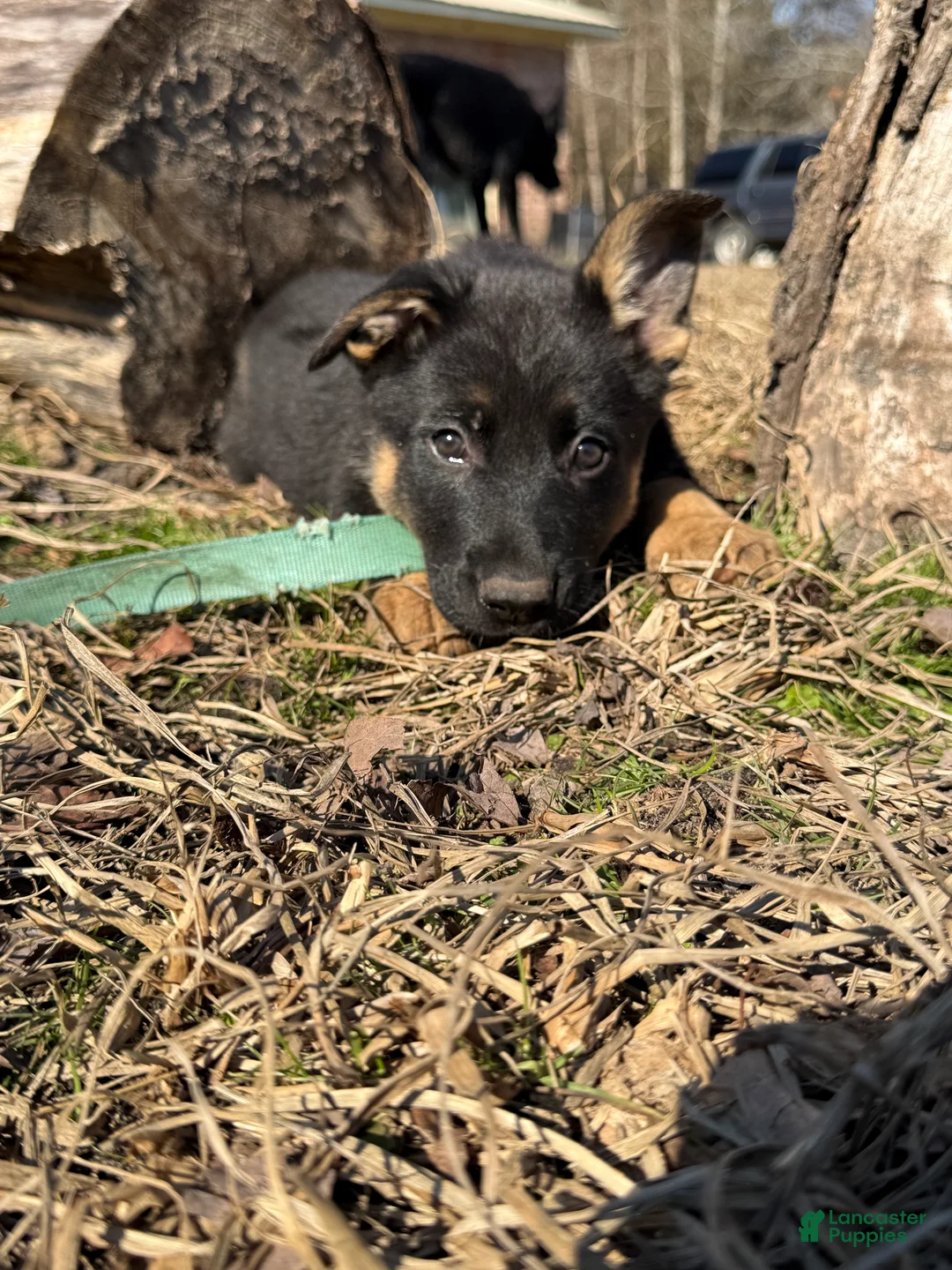 German Shepherd dogs for sale: Purple - Ad 2