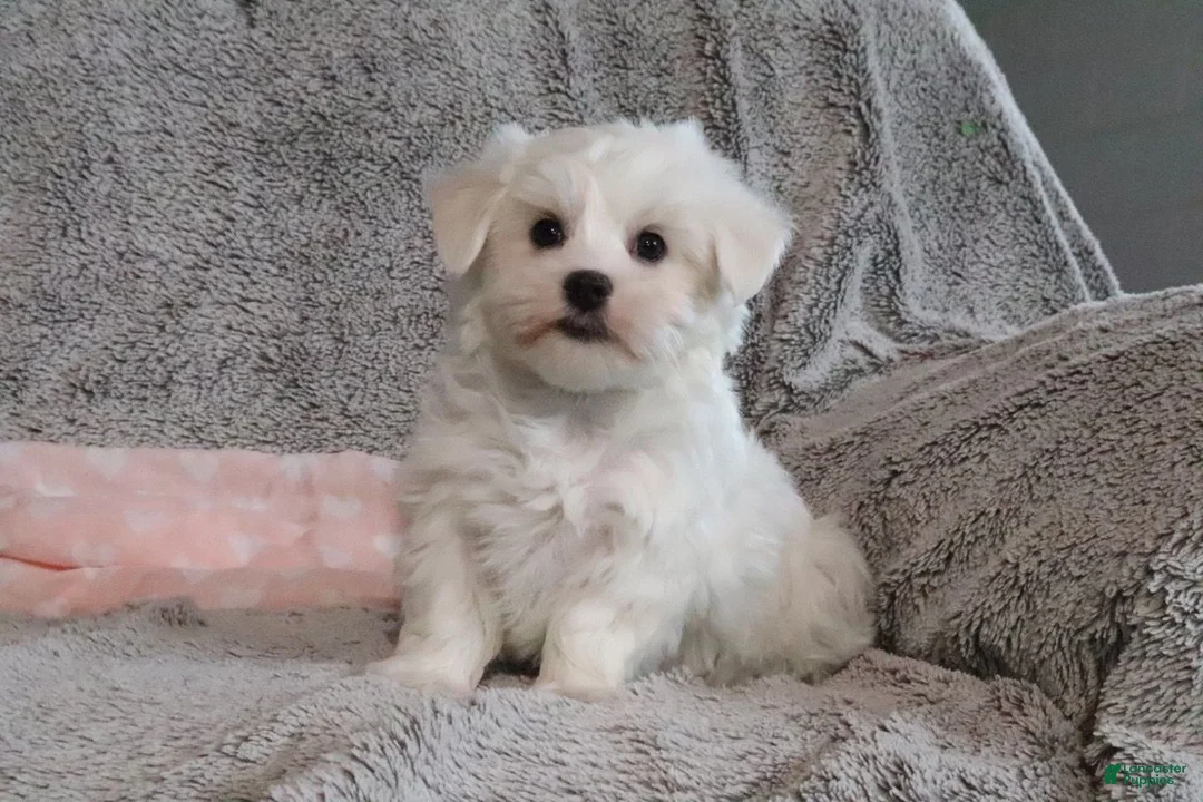Maltese dogs for sale: Princess - Ad 5