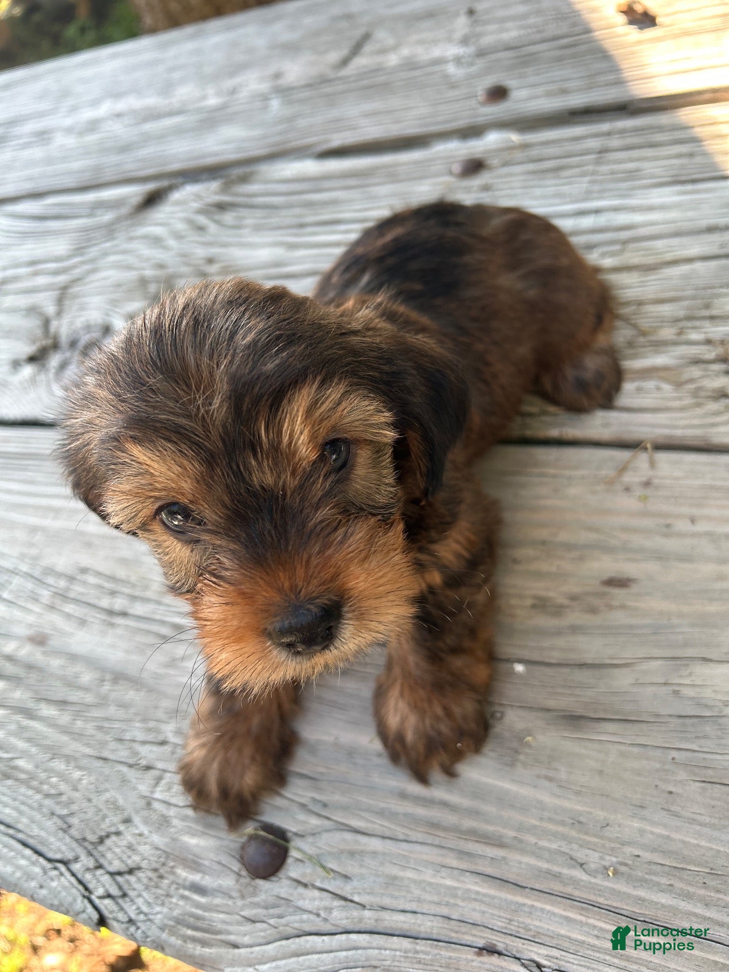 Shorkie dogs for sale: Shorkie 1 - Ad 1