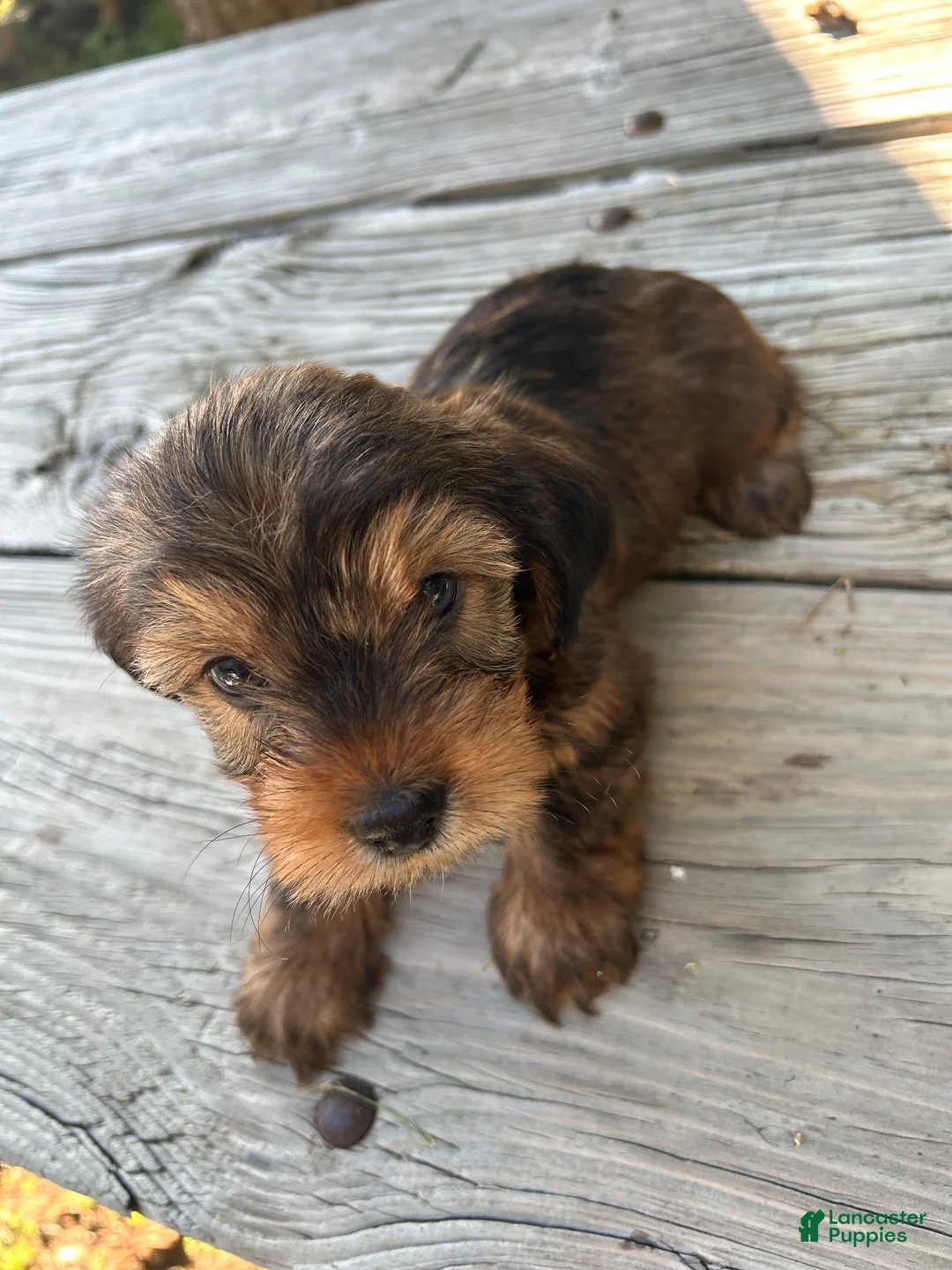 Shorkie dogs for sale: Shorkie 1 - Ad 1