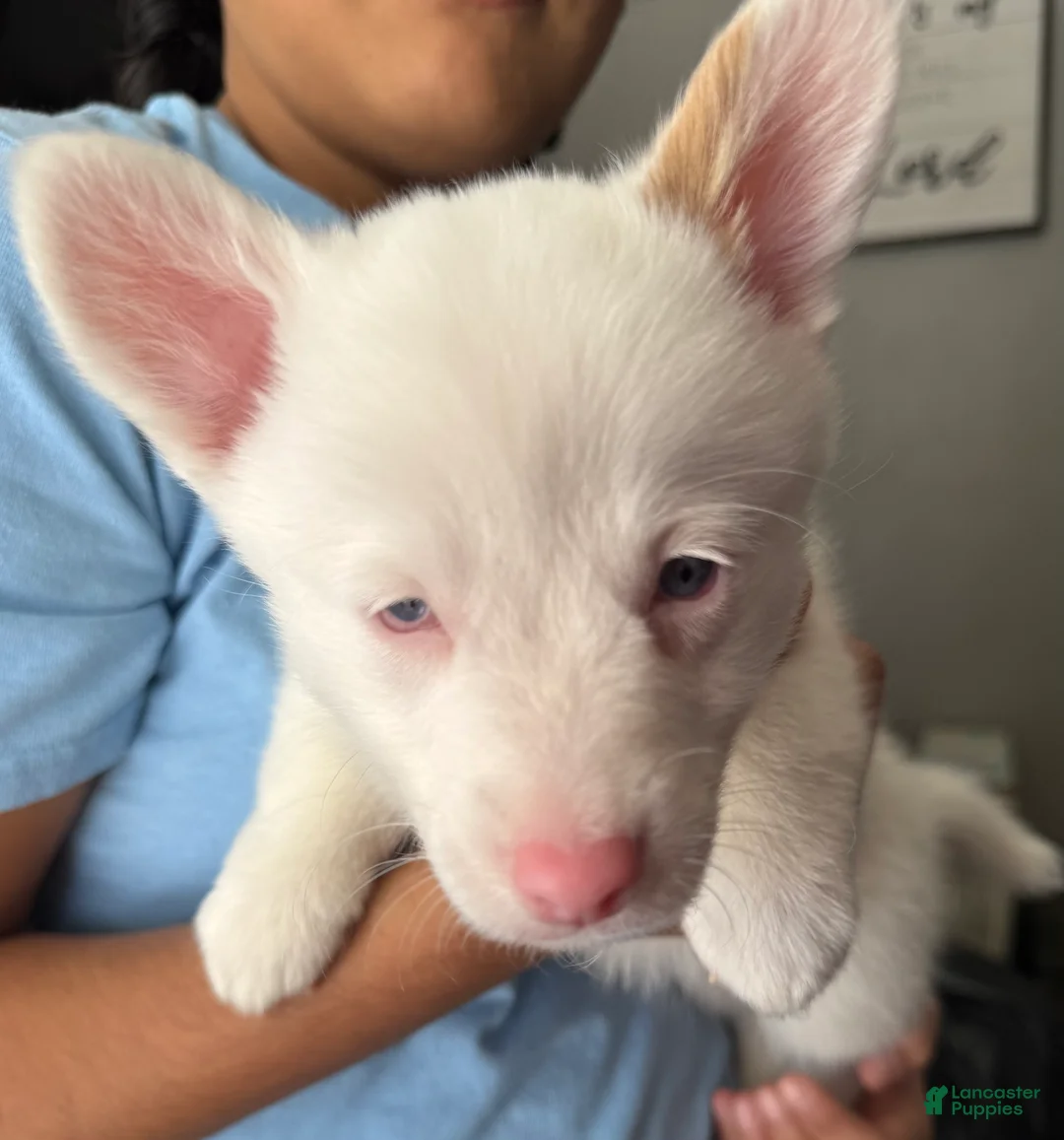 Welsh Corgi Pembroke dogs for sale: Noelle - Ad 3