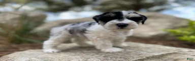 Rosie