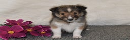 Shetland Sheepdog dogs for sale: Dale - Ad 3