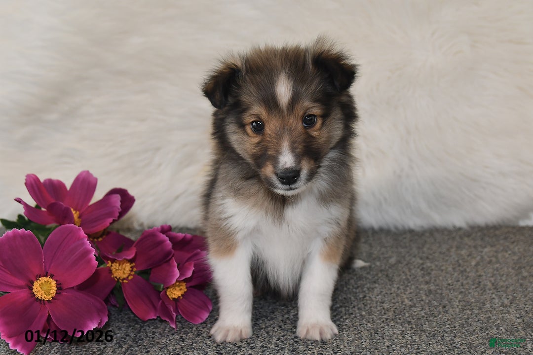 Shetland Sheepdog dogs for sale: Dale - Ad 3