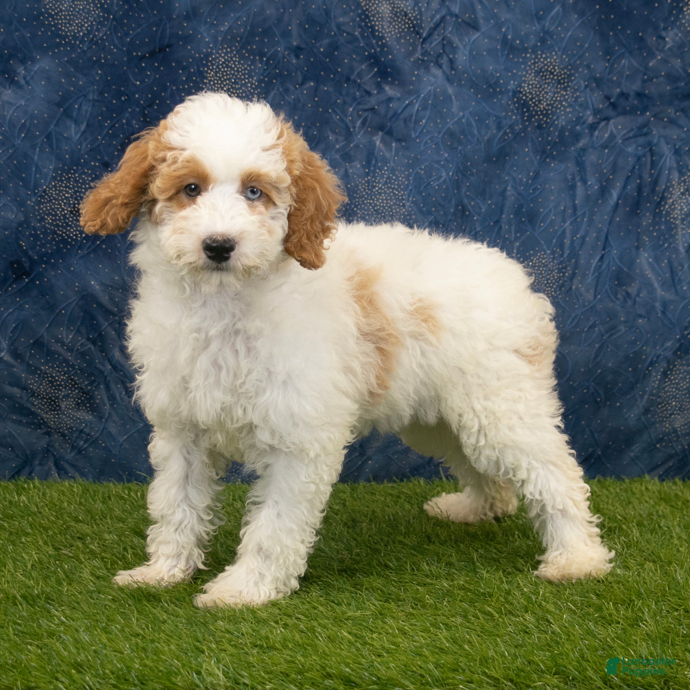 Miniature Poodle dogs Betty - Ad 1
