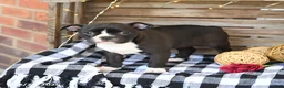 Boston Terrier dogs for sale: Zoey - Ad 2