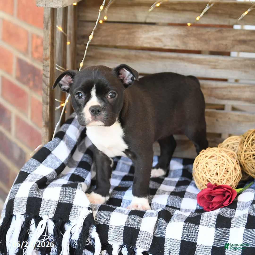 Boston Terrier dogs for sale: Zoey - Ad 2