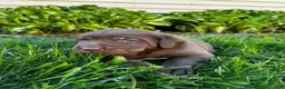 Labrador Retriever dogs for sale: Pierre - Ad 4