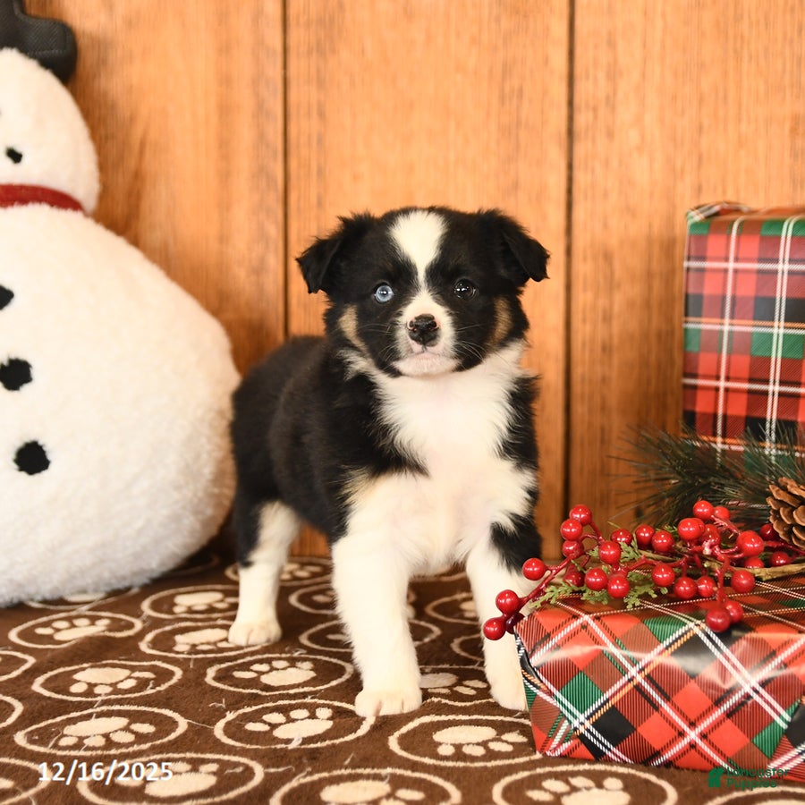 Miniature Australian Shepherd dogs Journey - Ad 14