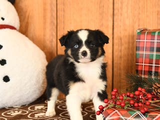 Miniature Australian Shepherd dogs Journey - Ad 30