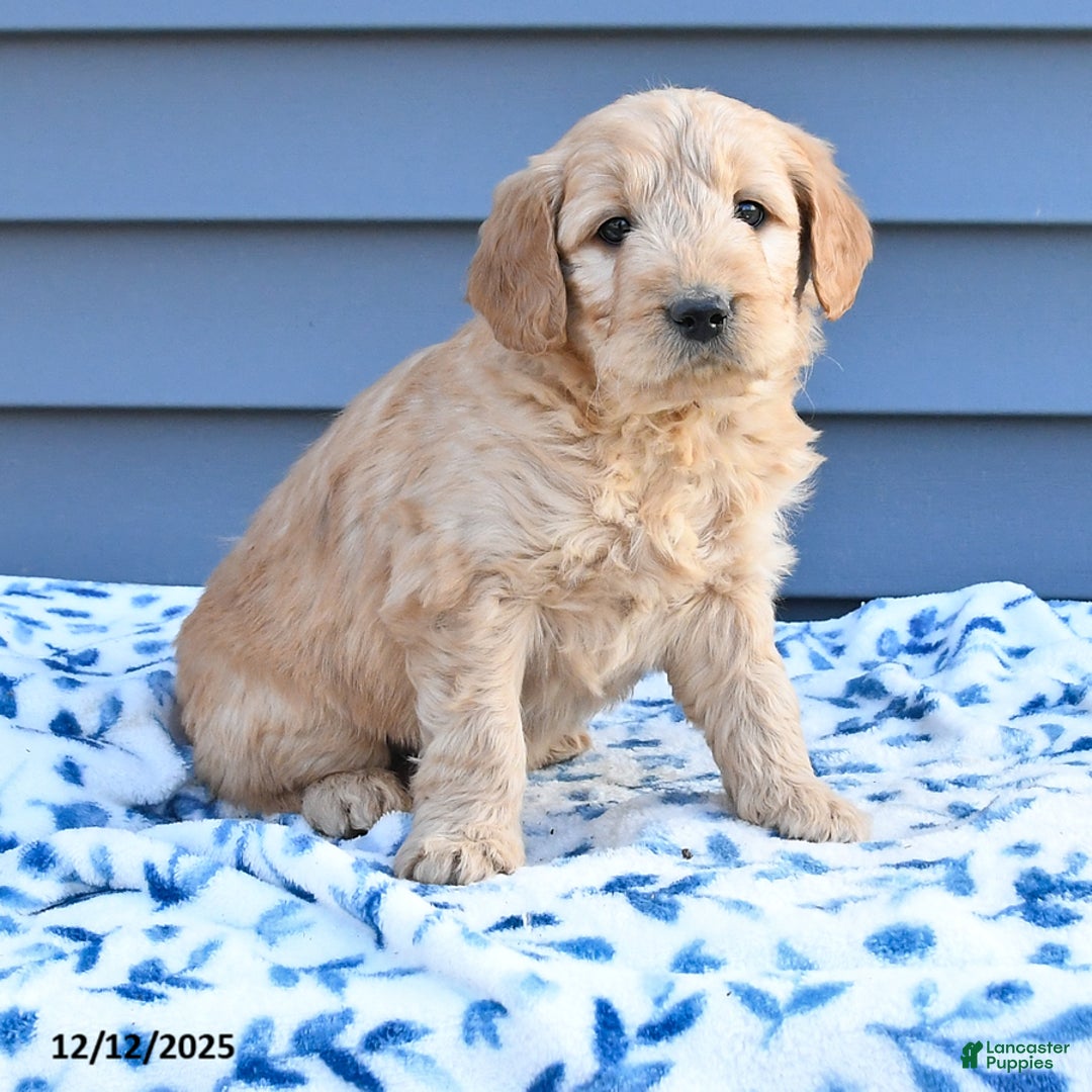 Goldendoodle dogs for sale: Billy - Ad 3