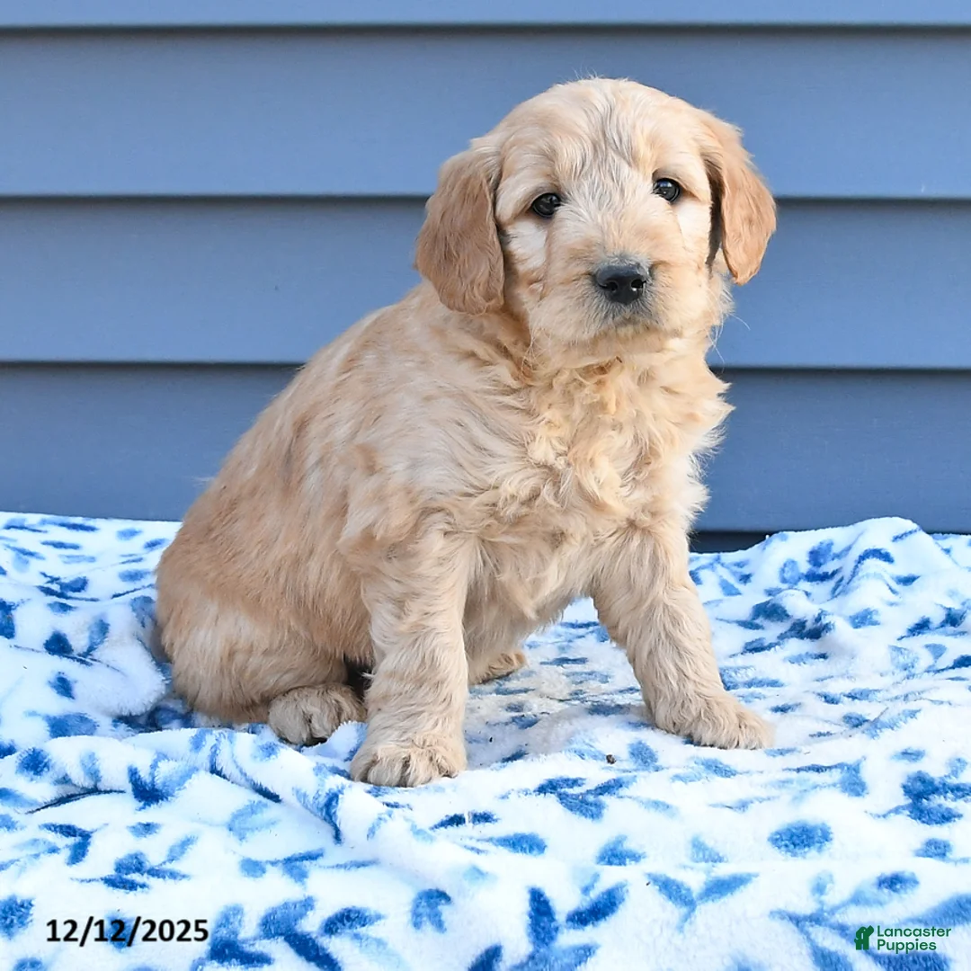 Goldendoodle dogs for sale: Billy - Ad 3