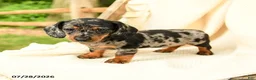 Miniature Dachshund dogs for sale: Davina - Ad 5
