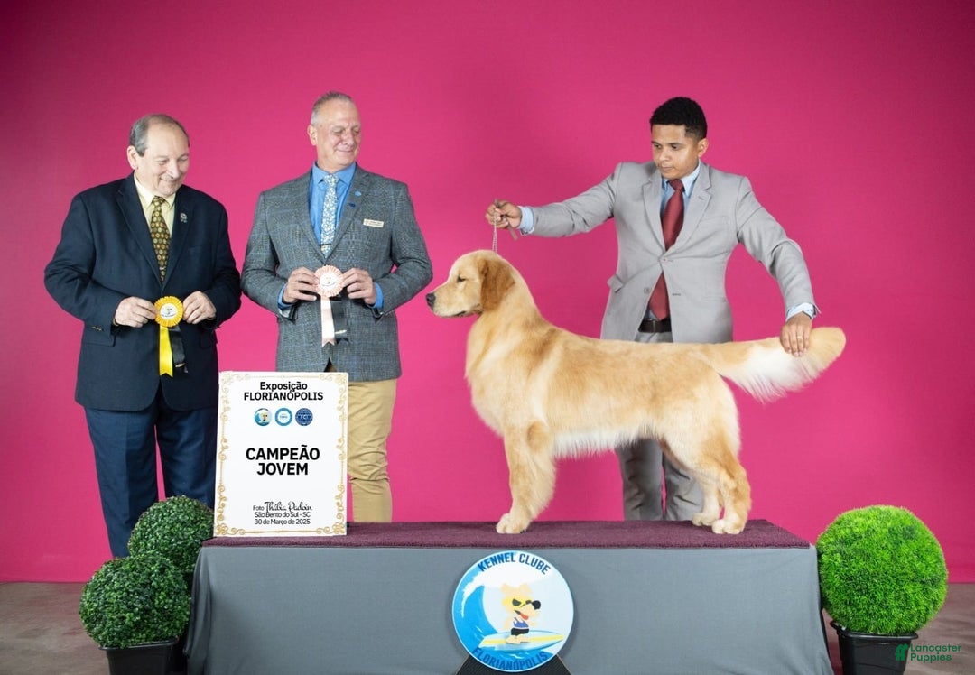 Golden Retriever dogs for stud: Golden Stud - Ad 3