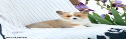 Welsh Corgi Pembroke dogs for sale: Chadwick - Ad 2