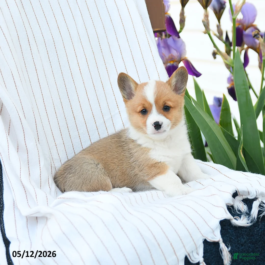 Welsh Corgi Pembroke dogs for sale: Chadwick - Ad 2
