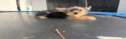 Yorkshire Terrier dogs for sale: Cash - Ad 3