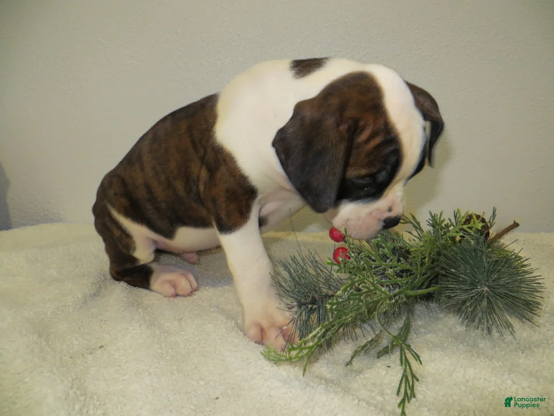 Boxer dogs for sale: ⛵️RAFT - Ad 3