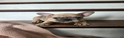 French Bulldog dogs for sale: Molly  - Ad 2