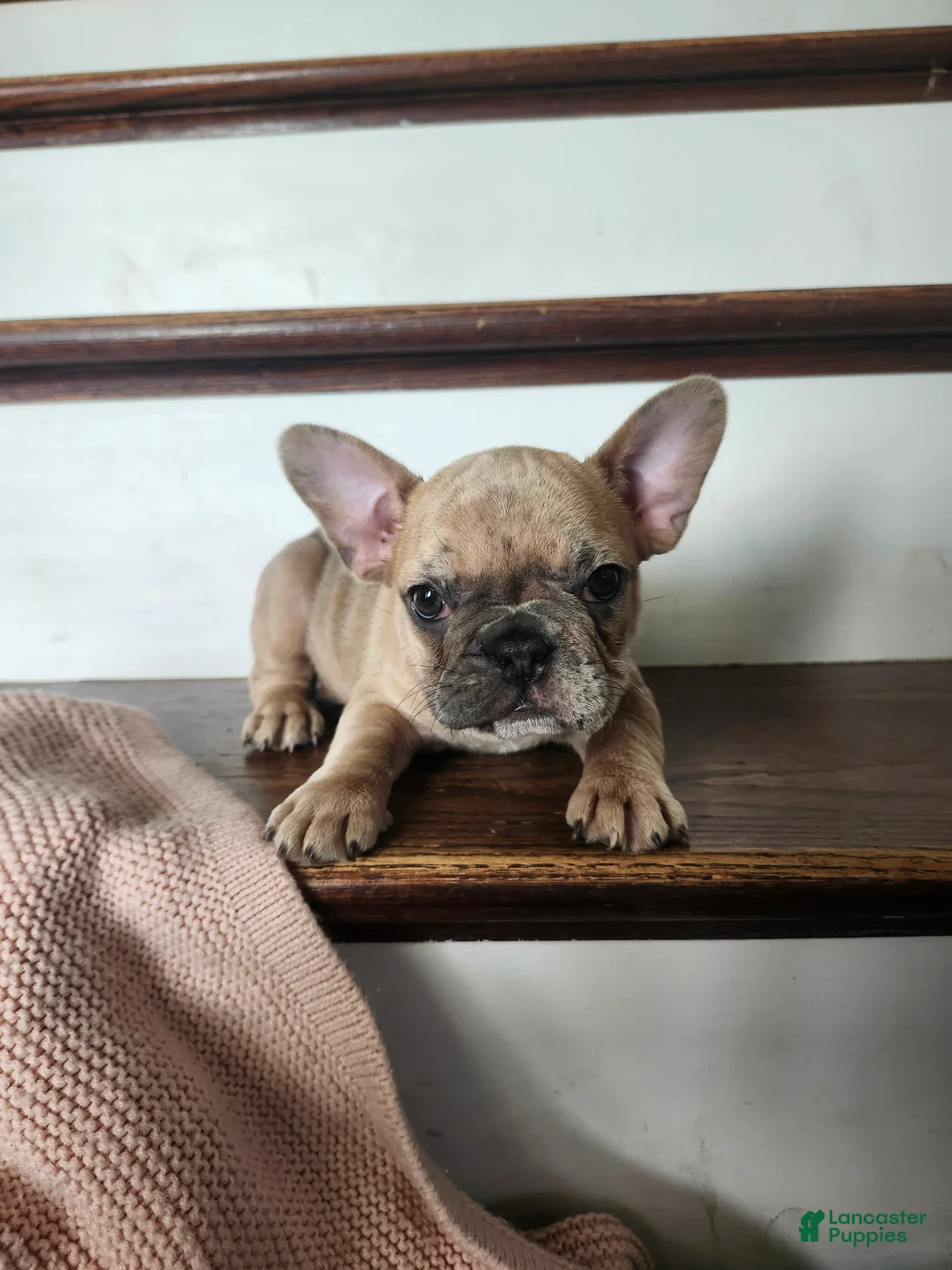 French Bulldog dogs for sale: Molly  - Ad 2