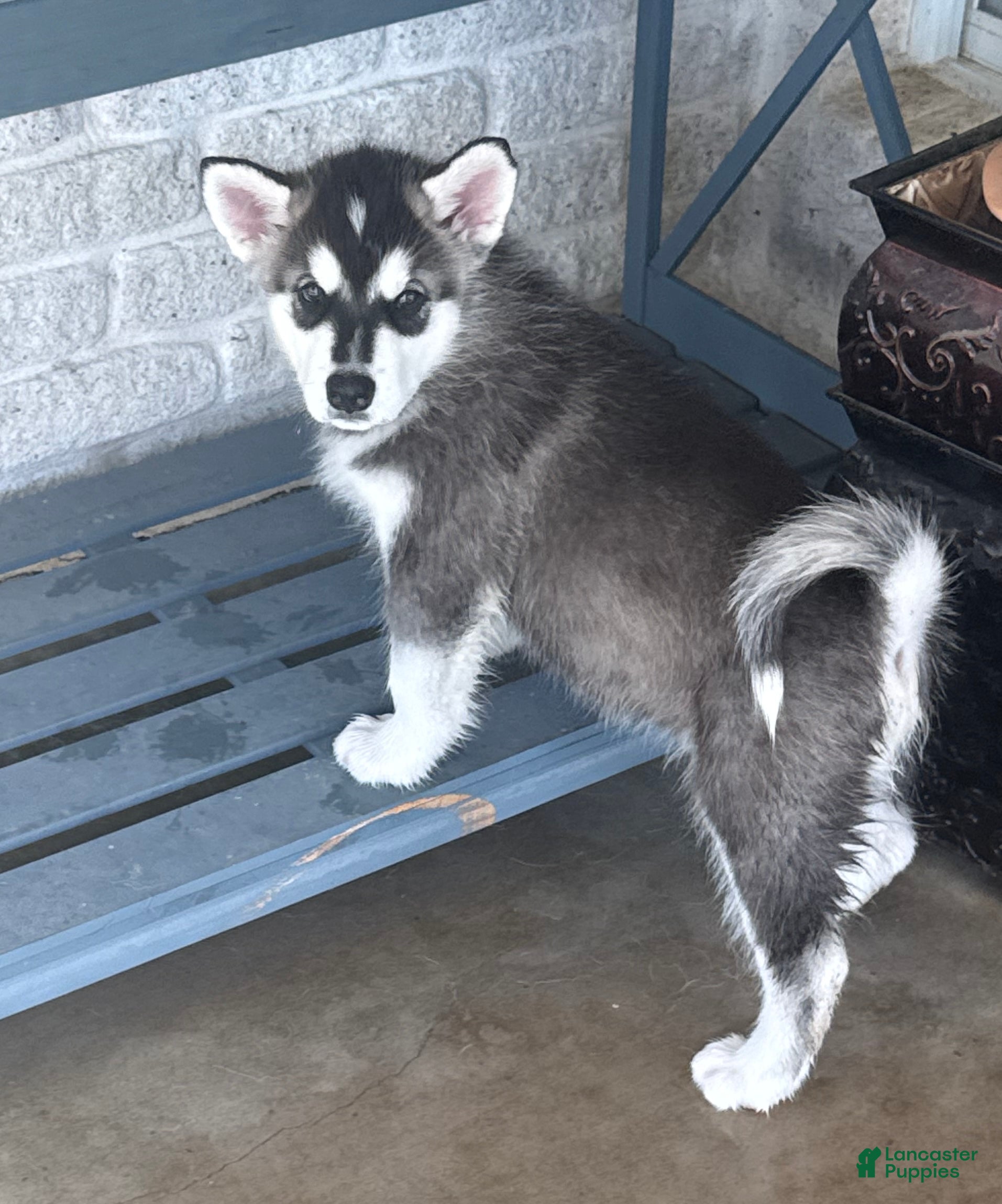 Alaskan Malamute dogs Sophie - Ad 2