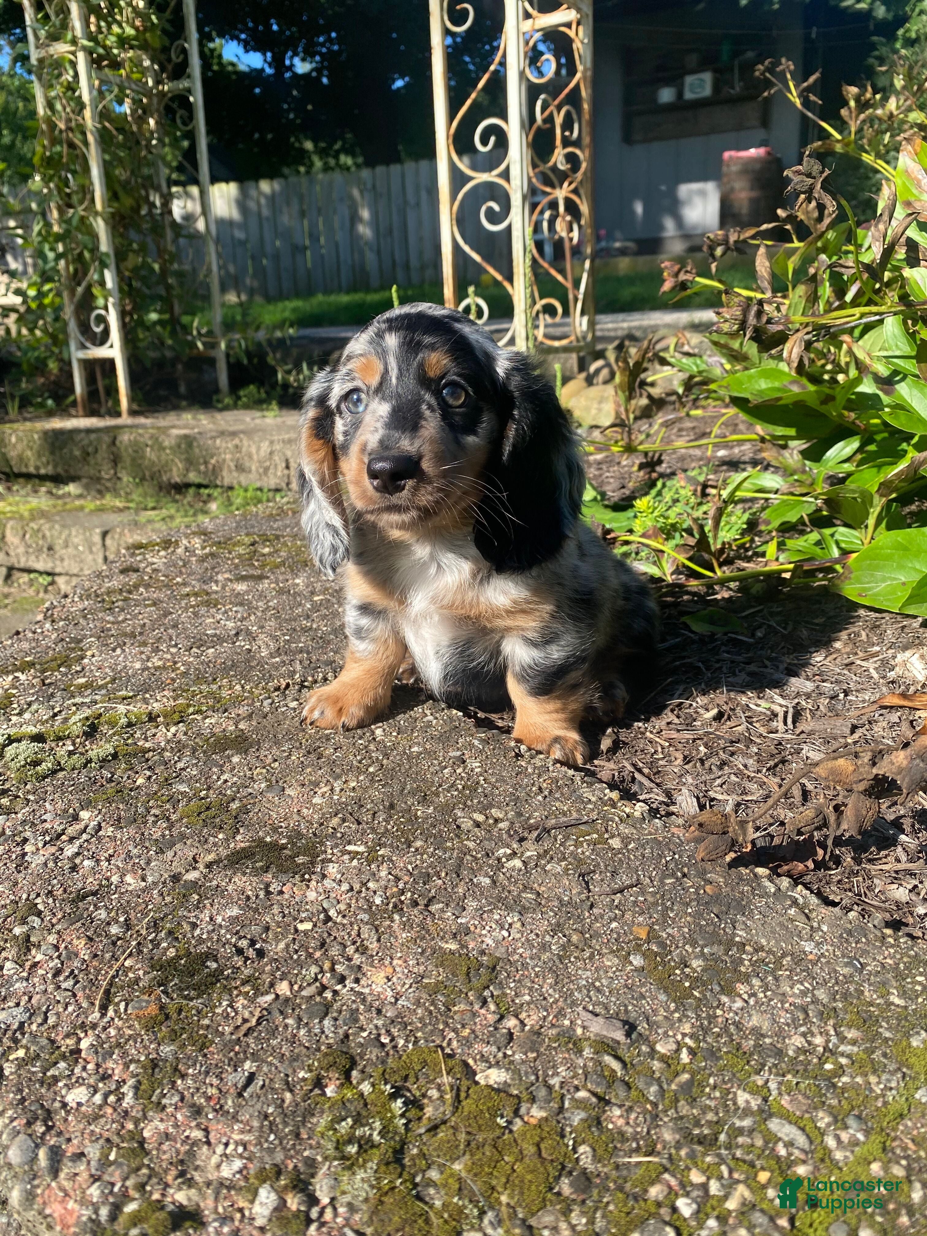 Miniature Dachshund dogs Buster - Ad 2