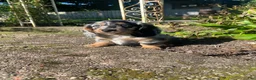 Miniature Dachshund dogs for sale: Buster - Ad 2