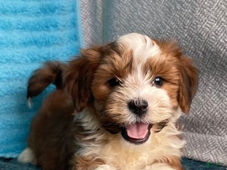 Havanese dogs - Ad 2