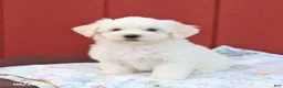 Maltese dogs for sale: Nick  - Ad 4