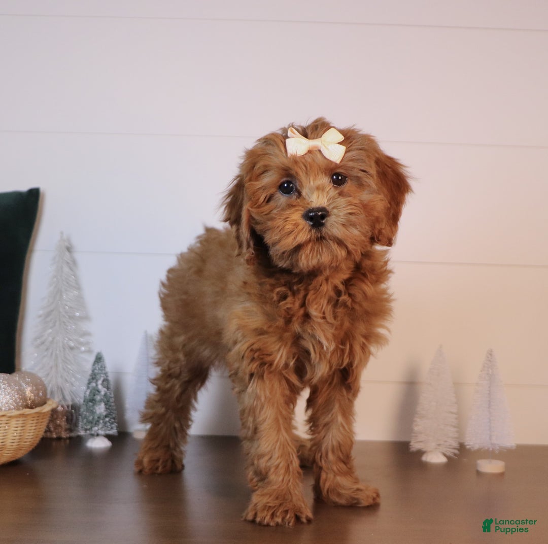 Cavapoo dogs for sale: Sally - Ad 4