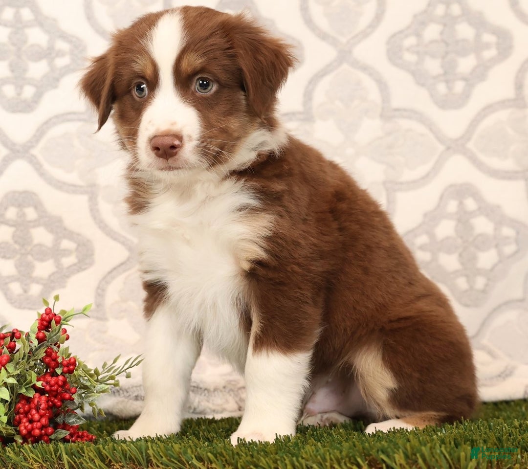 Miniature Australian Shepherd dogs for sale: Rocky - Ad 4