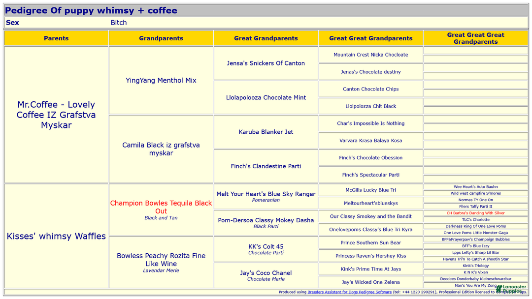 Pomeranian dogs for sale: Pomeranian Puppy 1 - Ad 8