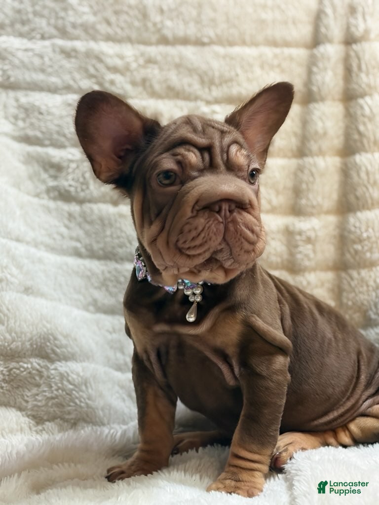 French Bulldog dogs Lyanna - Ad 2