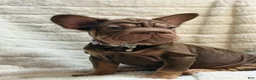 French Bulldog dogs for sale: Lyanna - Ad 2