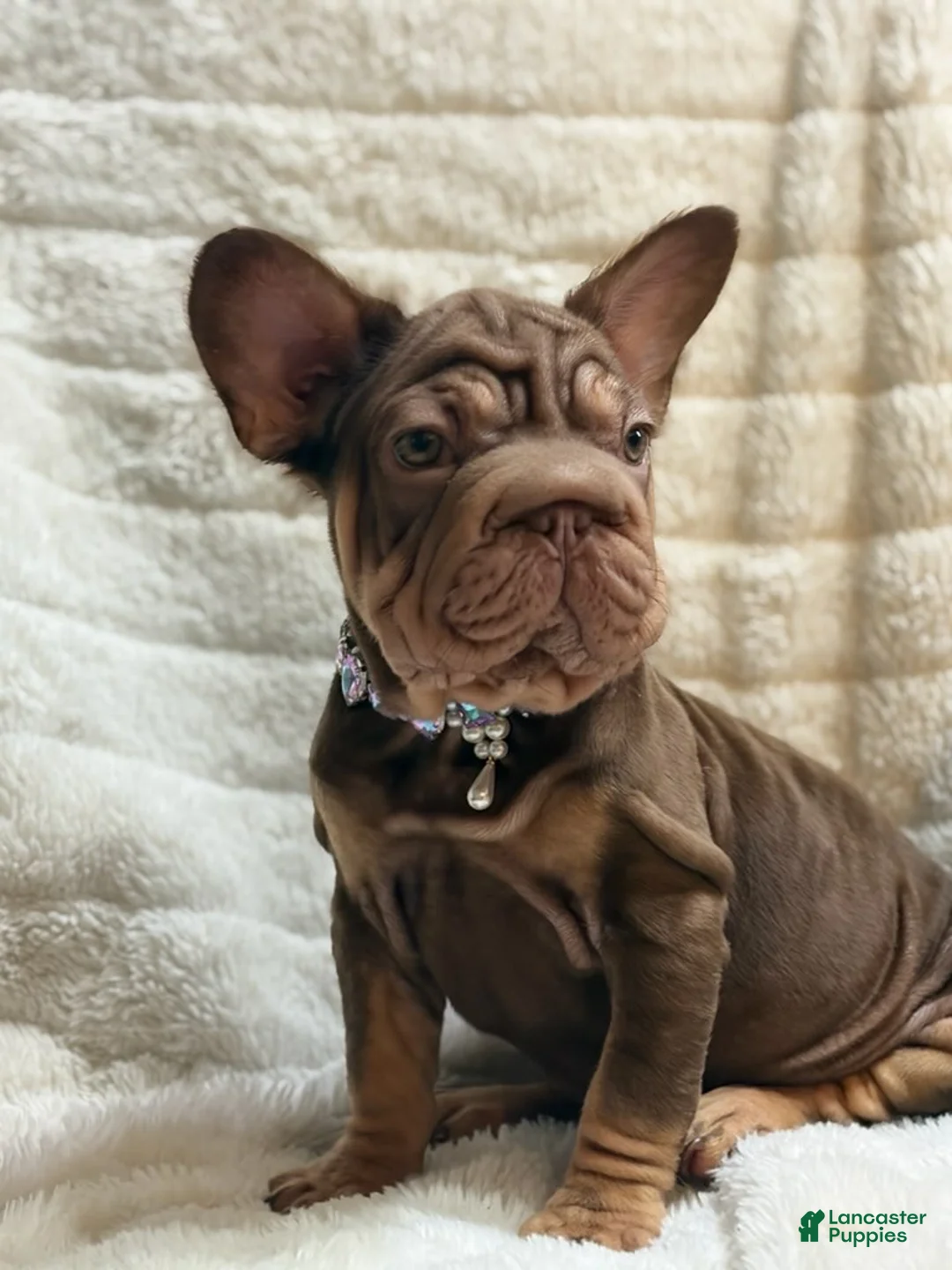 French Bulldog dogs for sale: Lyanna - Ad 2