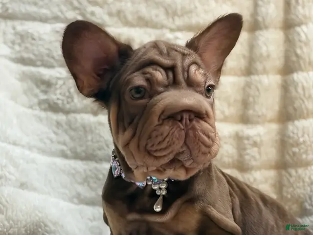 French Bulldog dogs Lyanna - Ad 2