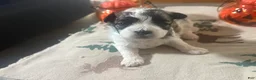 Teddy Bear dogs for sale: Teddy Bear light blue male  - Ad 4