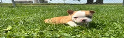 Frenchton dogs for sale: Twix - Ad 3