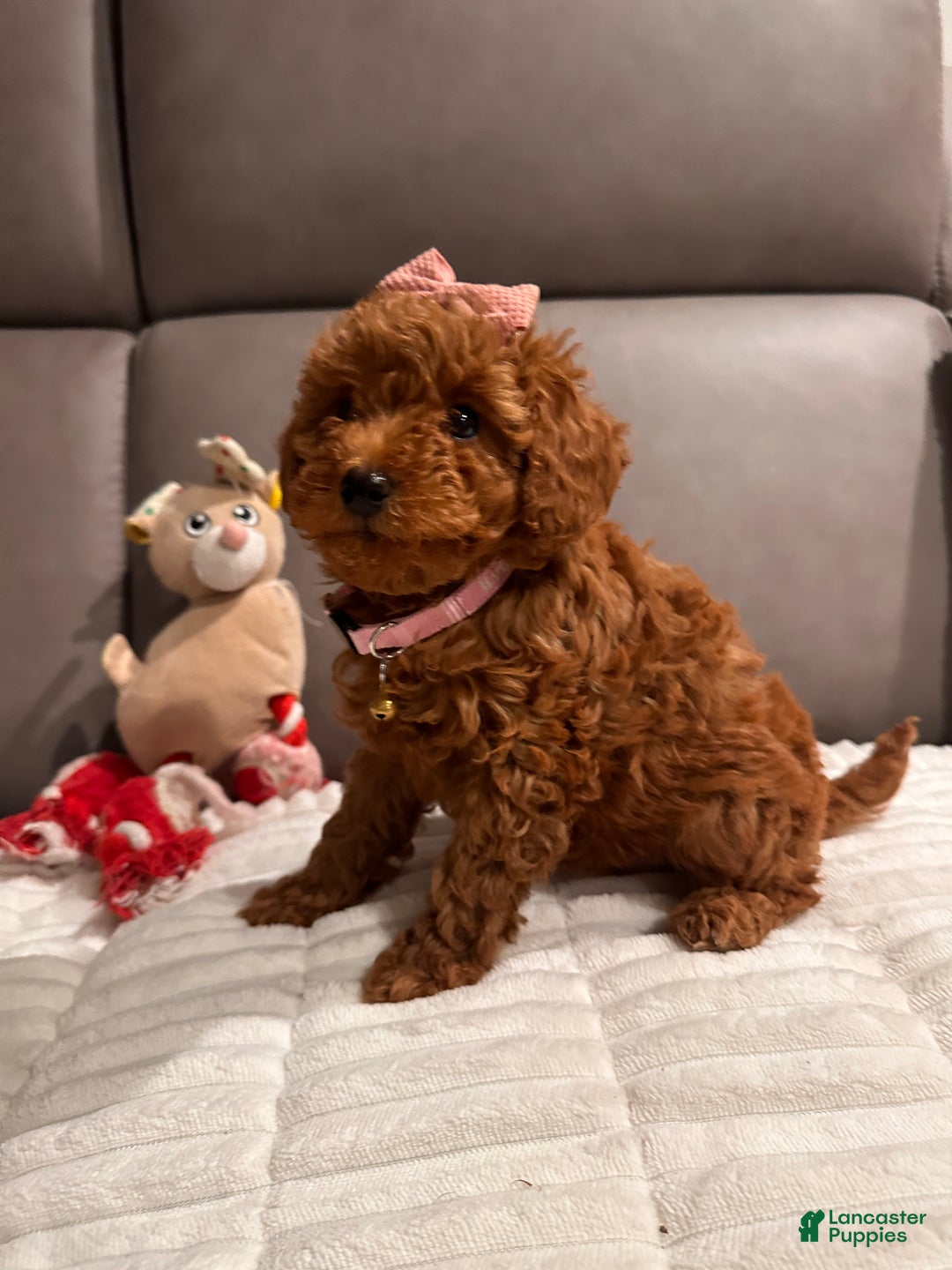 Toy Poodle dogs for sale: Ginger- AKC GENETIC TESTED - Ad 16
