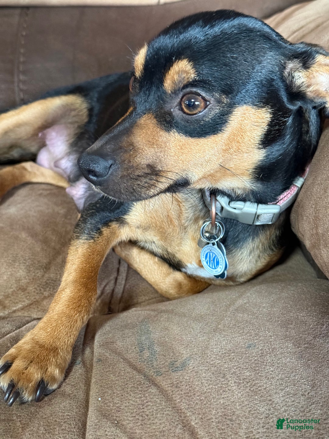 Rat Terrier dogs for sale: Carter - Ad 5